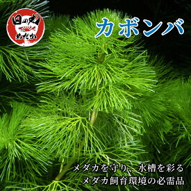 水草 メダカ カボンバ 日の丸めだか (国産) 金魚藻 めだか 金魚 産卵床 水質改善 隠れ家 コケ抑制 水槽 熱帯魚 ビオトープ 水質浄化