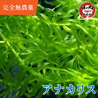 【完全無農薬】 水草 メダカ アナカリス 日の丸めだか (国産) オオカナダモ めだか 産卵床 簡単栽培 水質…