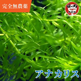 【完全無農薬】 水草 メダカ アナカリス 日の丸めだか (国産) オオカナダモ めだか 産卵床 簡単栽培 水質安定 ビオトープ 水槽 隠れ家 水槽 金魚初心者 定番 定番の水草 定番の草 丈夫 育てやすい