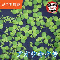 水草 メダカ アオウキクサ 【日の丸めだか】無農薬 (1カップ・3カップ・5カップ) 浮草 ビオトープ 水質安…