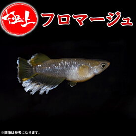 メダカ【フロマージュ】めだか メダカ タマゴ 卵 ラメ ラメめだか ラメメダカ ペット 観賞魚 生体 アクアリウム 鑑賞用 魚 初心者 人気日の丸めだか メダカの有精卵 めだかの有精卵