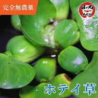 【完全無農薬】 水草 メダカ ホテイアオイ ホテイ草 日の丸めだか (国産) 浮草 産卵床 水質浄化 めだか …