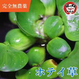 【完全無農薬】 水草 メダカ ホテイアオイ ホテイ草 日の丸めだか (国産) 浮草 産卵床 水質浄化 めだか ビオトープ 水槽 隠れ家 ウォーターヒヤシンス 水玉 スイギョク 産卵繁殖 繁殖期 金魚 金魚鉢 日陰 高水温対策 日除け
