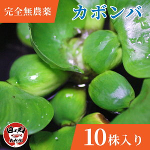 yS_z  _J zeCAIC zeC ̊ۂ߂ (Y)  Y  ߂ rIg[v  B EH[^[qVX  XCMN YɐB ɐB  