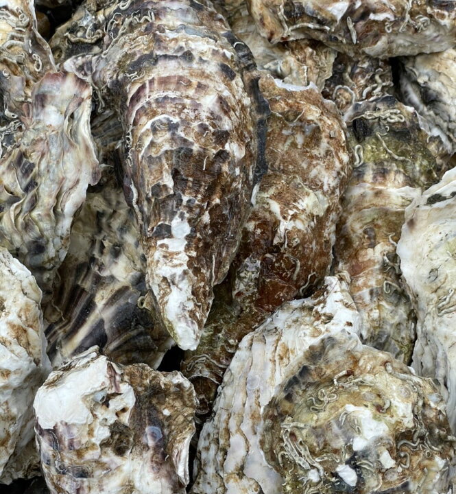楽天市場 高級牡蠣殻 かきがら 1kg 水質安定 うれしい袋入り 濾過 バクテリア 水質改善 めだか 金魚 グッピー カキガラ Psb 日の丸めだか
