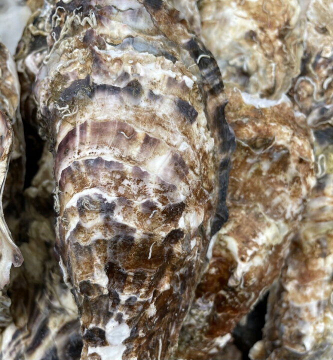 楽天市場 高級牡蠣殻 かきがら 1kg 水質安定 うれしい袋入り 濾過 バクテリア 水質改善 めだか 金魚 グッピー カキガラ Psb 日の丸めだか
