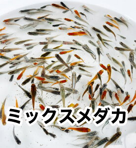 熱帯魚 アクアリウム用エサ ゾウリムシ 熱帯魚 アクアリウム用エサの人気商品 通販 価格比較 価格 Com