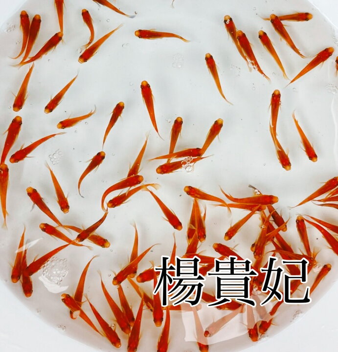 楽天市場 楊貴妃 100匹 即日発送 日の丸めだか ヒメダカ ミジンコ ゾウリムシ Psb メダカ めだか 日の丸めだか 楽天市場 楊貴妃 100匹 即日発送 日の丸めだか ヒメダカ ミジンコ ゾウリムシ Psb メダカ めだか 日の丸めだか