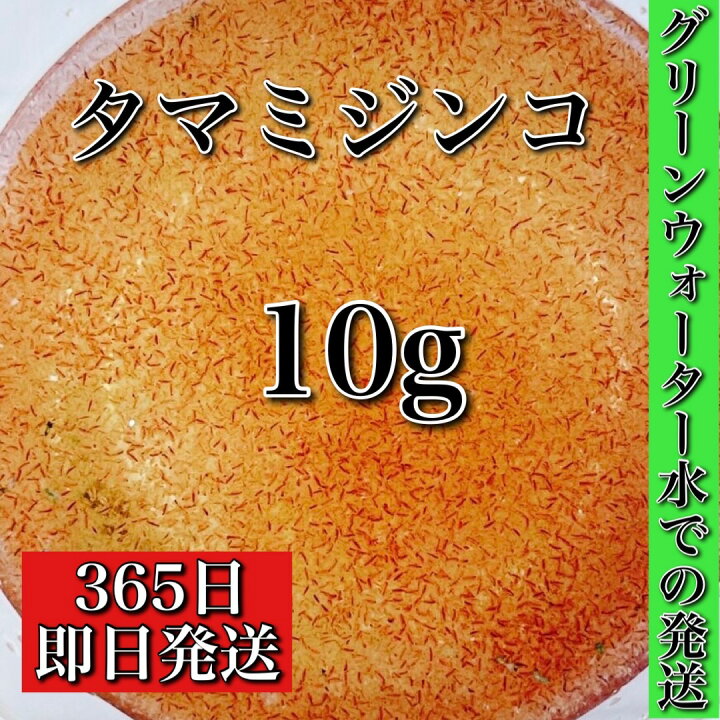 楽天市場 即日発送 送料無料 タマミジンコ 10g ミジンコ みじんこ グリーンウォーター ゾウリムシ めだかの餌 めだか メダカ 餌 稚魚 針子 金魚餌 金魚 熱帯魚 日の丸めだか 日の丸めだか 楽天市場 即日発送 送料無料 タマミジンコ 10g ミジンコ みじんこ グリーンウォーター ゾウリムシ めだかの餌 めだか メダカ 餌 稚魚 針子 金魚餌 金魚 熱帯魚 日の丸めだか 日の丸めだか