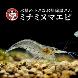 ミナミヌマエビ 生体 【日の丸めだか】 エビ 10~200匹 メダカ 水質安定 コケ取り 苔 残餌対策 めだか えび 混泳 アクアリウム 水槽クリーナー 水草 熱帯魚 お掃除