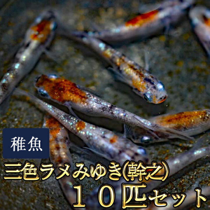 楽天市場 新系統 三色ラメみゆき 幹之 めだか 虹色ラメ 未選別 稚魚 Ss Sサイズ 10匹セット 三色ラメみゆき 幹之 メダカ めだか 物語楽天市場店
