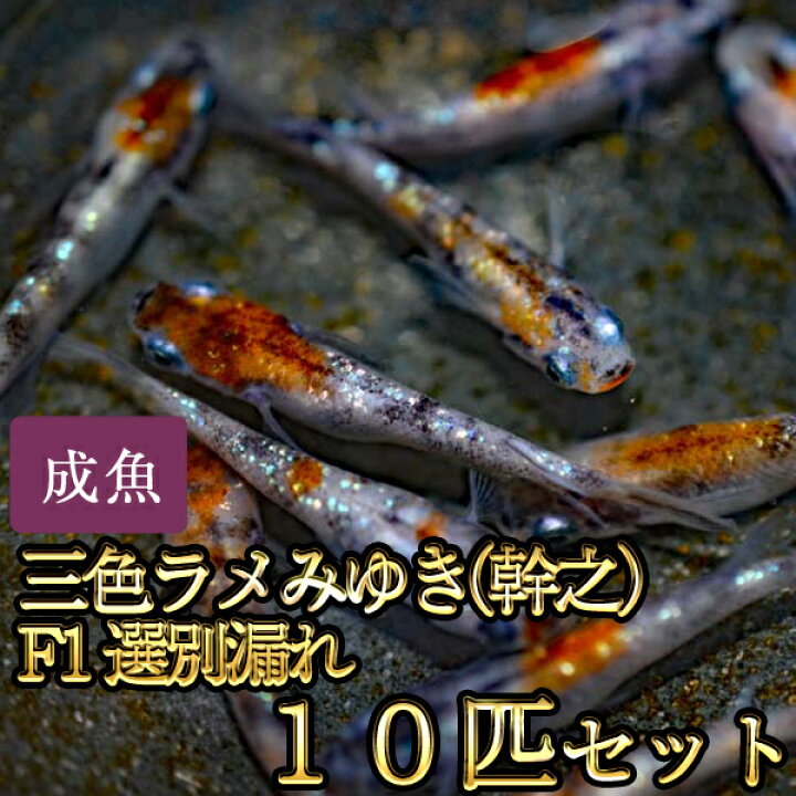 アマテラス三色 稚魚 10匹【 めだか メダカ 丸玄 幹之 紅帝 ユリシス 