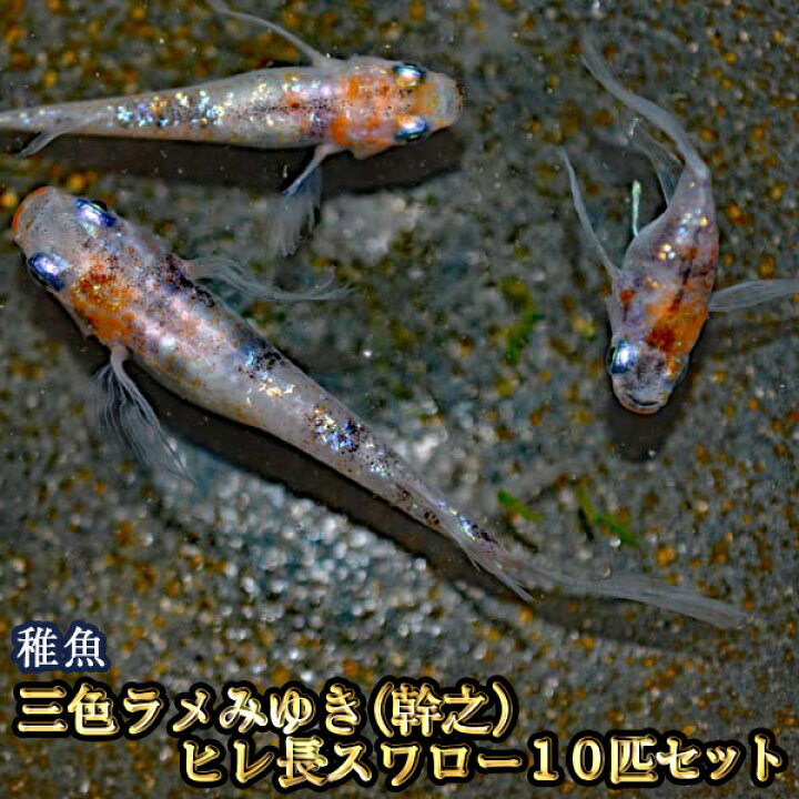 楽天市場 三色ラメみゆき 幹之 ヒレ長スワローめだか 虹色ラメ 未選別 稚魚 Ss Sサイズ 10匹セット 三色ラメみゆき 幹之 ヒレ長スワロー メダカ めだか物語楽天市場店