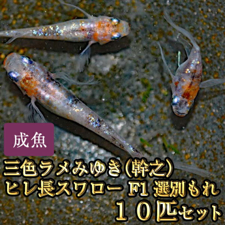 激安通販 めだか 幹之メダカ初心者セット 幹之メダカ ３匹 ホテイ草 １株 セット Shipsctc Org