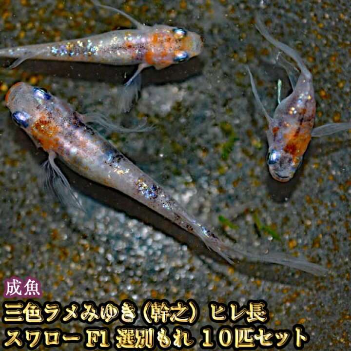 楽天市場 三色ラメみゆき 幹之 ヒレ長スワローめだか 虹色ラメ F1 選別漏れ 10匹セット 三色ラメみゆき 幹之 ヒレ長スワローメダカ めだか 物語楽天市場店 楽天市場 三色ラメみゆき 幹之 ヒレ長スワローめだか 虹色ラメ F1 選別漏れ 10匹セット 三色ラメみゆき 幹之 ヒレ長スワローメダカ めだか 物語楽天市場店