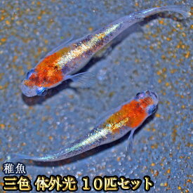 三色体外光めだか 未選別 稚魚 SS～Sサイズ 10匹セット / 三色体外光メダカ