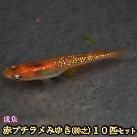 楽天市場 めだかの通販