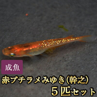 楽天市場 赤ブチラメみゆき 幹之 めだか 虹色ラメ 5匹セット 赤ブチラメみゆき 幹之 メダカ めだか物語楽天市場店