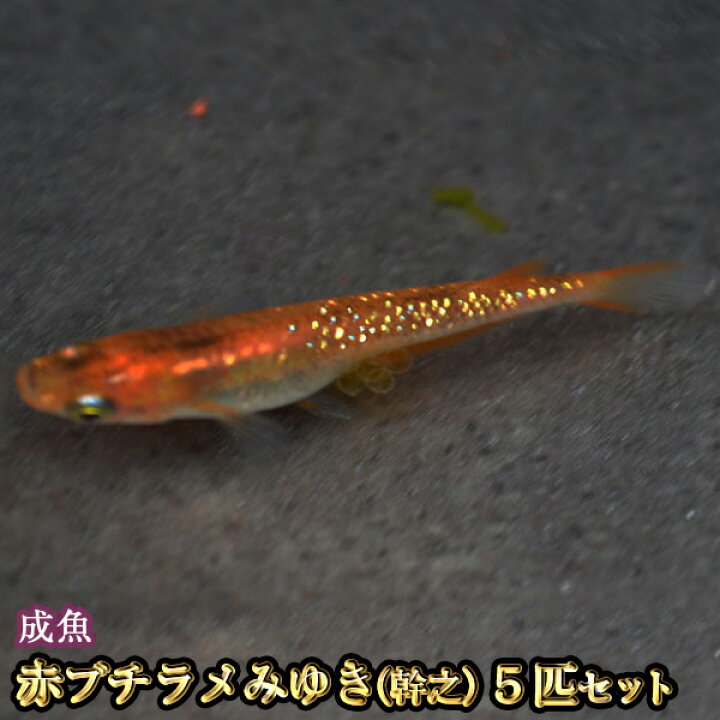楽天市場 赤ブチラメみゆき 幹之 めだか 虹色ラメ 5匹セット 赤ブチラメみゆき 幹之 メダカ めだか物語楽天市場店