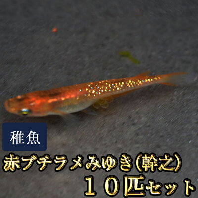 楽天市場 赤ブチラメみゆき 幹之 めだか 虹色ラメ 未選別 稚魚 Ss Sサイズ 10匹セット 赤ブチラメみゆき 幹之 メダカ めだか物語楽天市場店 楽天市場 赤ブチラメみゆき 幹之 めだか 虹色ラメ 未選別 稚魚 Ss Sサイズ 10匹セット 赤ブチラメみゆき 幹之 メダカ めだか物語楽天市場店