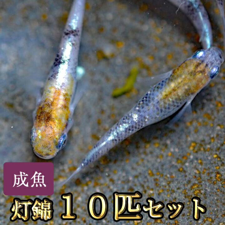 楽天市場 灯錦めだか 10匹セット 灯錦メダカ めだか物語楽天市場店