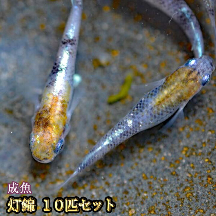 楽天市場 灯錦めだか 10匹セット 灯錦メダカ めだか物語楽天市場店