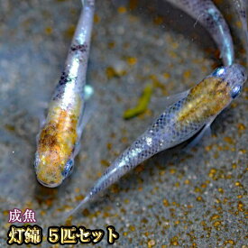 楽天市場 発泡スチロール 水槽の通販 楽天市場 発泡スチロール 水槽の通販