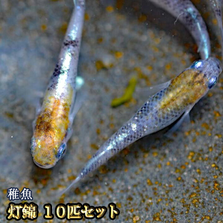 楽天市場 限定大特価 灯錦めだか 未選別 稚魚 Ss Sサイズ 10匹セット 灯錦メダカ めだか物語楽天市場店