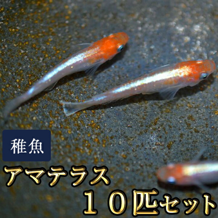 楽天市場】アマテラスめだか 未選別 稚魚 SS～Sサイズ 10匹セット 