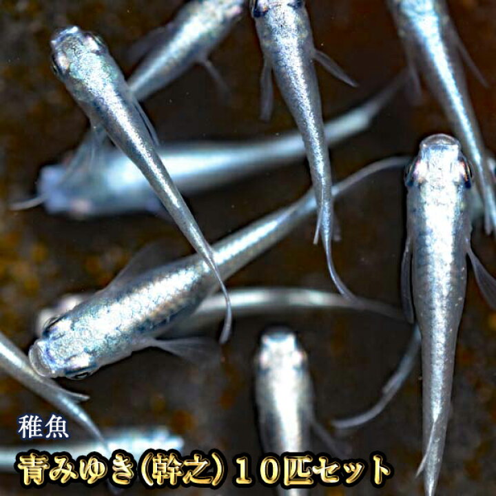 Sale 92 Off メダカ 黒百式めだか 未選別 稚魚 Ss Sサイズ 10匹セット 限定大特価 Discoversvg Com