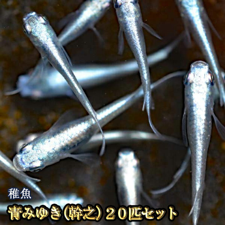 楽天市場 送料無料 青みゆき 幹之 めだか 未選別 稚魚 Ss Sサイズ 匹セット 鉄仮面血統 青みゆき 幹之 メダカ 沖縄は別途送料必要 めだか物語楽天市場店
