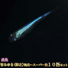 楽天市場 青みゆき メダカの通販