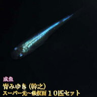 【送料無料】青みゆき（幹之）めだかスーパー光〜鉄仮面 10匹セット / 青みゆき（幹之）メダカ　（※沖縄…