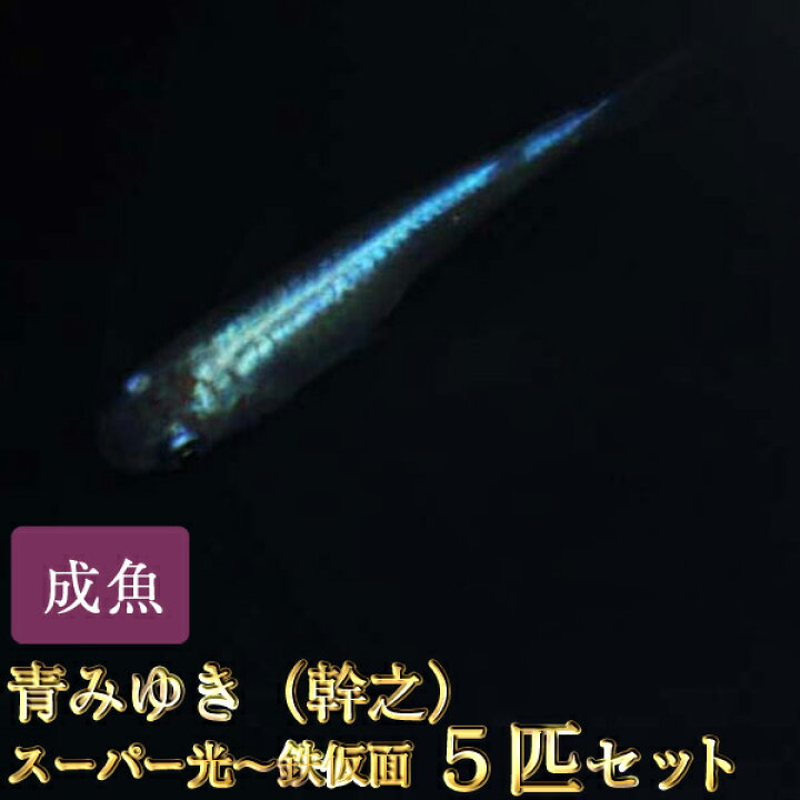 楽天市場 青みゆき 幹之 めだかスーパー光 鉄仮面 5匹セット 青みゆき 幹之 メダカ めだか物語楽天市場店