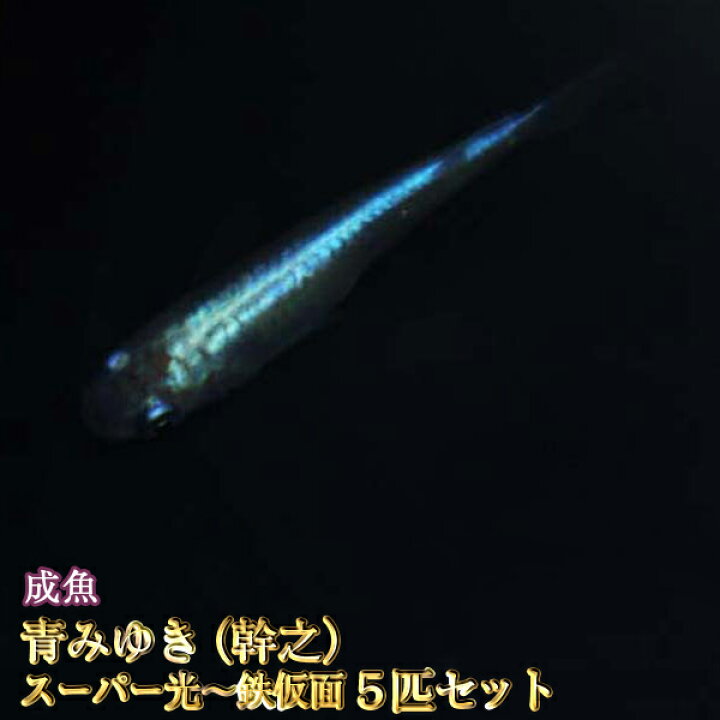 楽天市場 青みゆき 幹之 めだかスーパー光 鉄仮面 5匹セット 青みゆき 幹之 メダカ めだか物語楽天市場店