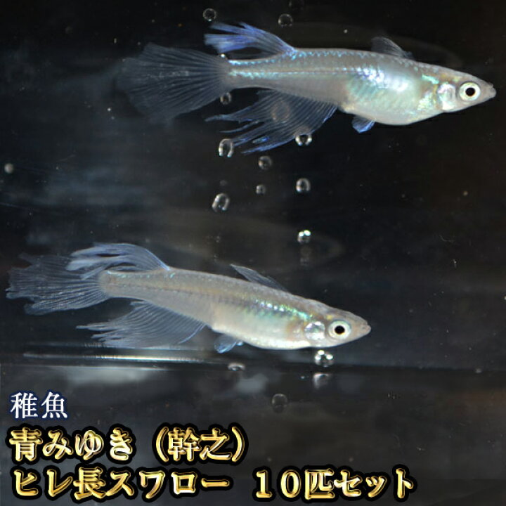 楽天市場 限定大特価 青みゆき 幹之 ヒレ長スワローめだか 松井系 未選別 稚魚 Ss Sサイズ 10匹セット 青みゆき 幹之 ヒレ長スワロー メダカ めだか物語楽天市場店