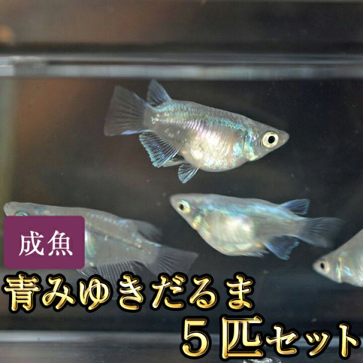楽天市場】青みゆき（幹之）だるまめだか 5匹セット / 青みゆき（幹之 