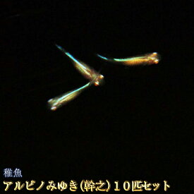 楽天市場 アルビノ 熱帯魚 アクアリウム ペット ペットグッズ の通販