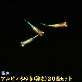 楽天市場 アルビノ 熱帯魚 アクアリウム ペット ペットグッズ の通販