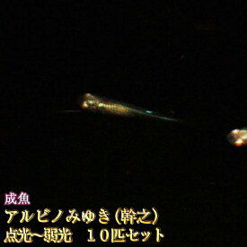 楽天市場 アルビノ メダカの通販