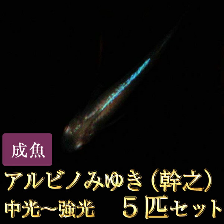 代引き不可 特価 幹之メダカ 青系 強光 スーパー光 １０匹セット Shipsctc Org