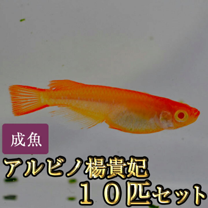 楽天市場 限定大特価 アルビノ楊貴妃めだか 10匹セット アルビノ楊貴妃メダカ めだか物語楽天市場店
