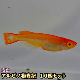 楽天市場 アルビノ メダカの通販