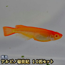 【限定大特価】アルビノ楊貴妃めだか 未選別 稚魚 SS～Sサイズ 10匹セット / アルビノ楊貴妃メダカ