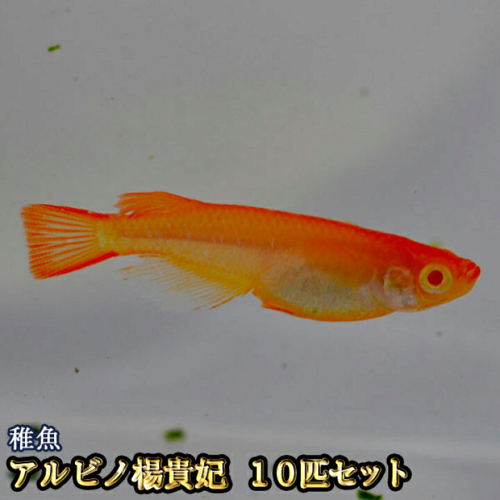 楽天市場 限定大特価 アルビノ楊貴妃めだか 未選別 稚魚 Ss Sサイズ 10匹セット アルビノ楊貴妃メダカ めだか物語楽天市場店