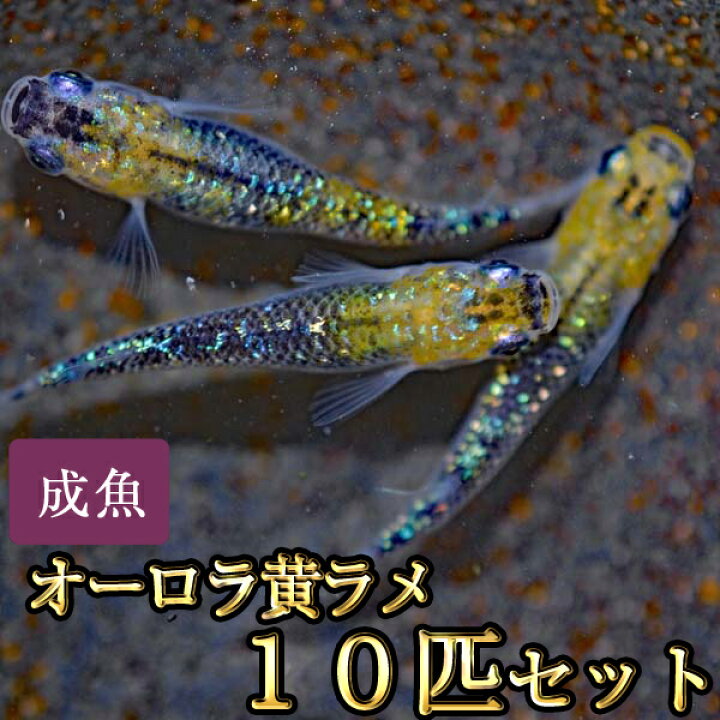 楽天市場】オーロラ黄ラメめだか 虹色ラメ 10匹セット / オーロラ黄 
