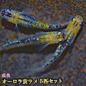 オーロラ黄ラメめだか 虹色ラメ 5匹セット / オーロラ黄ラメメダカ