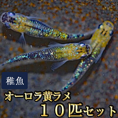 楽天市場 オーロラ黄ラメめだか 虹色ラメ 未選別 稚魚 Ss Sサイズ 10匹セット オーロラ黄ラメメダカ めだか物語楽天市場店
