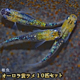 【限定大特価】オーロラ黄ラメめだか 虹色ラメ 未選別 稚魚 SS～Sサイズ 10匹セット / オーロラ黄ラメメダカ