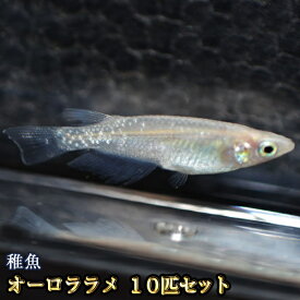 楽天市場 改良 メダカの通販